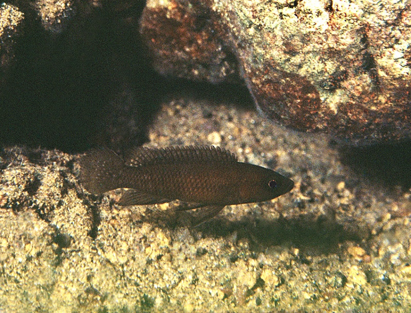 Neolamprologus schreyeni 'Magara'